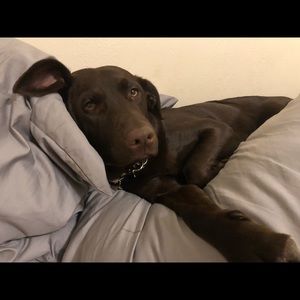 Meet your Posher, Morgan